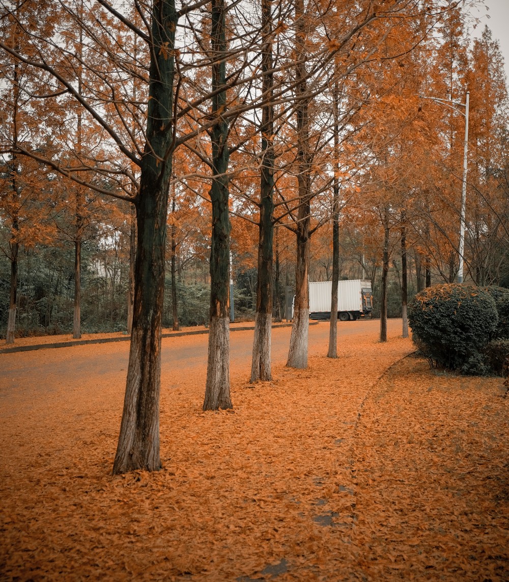 1609383532666533.jpg